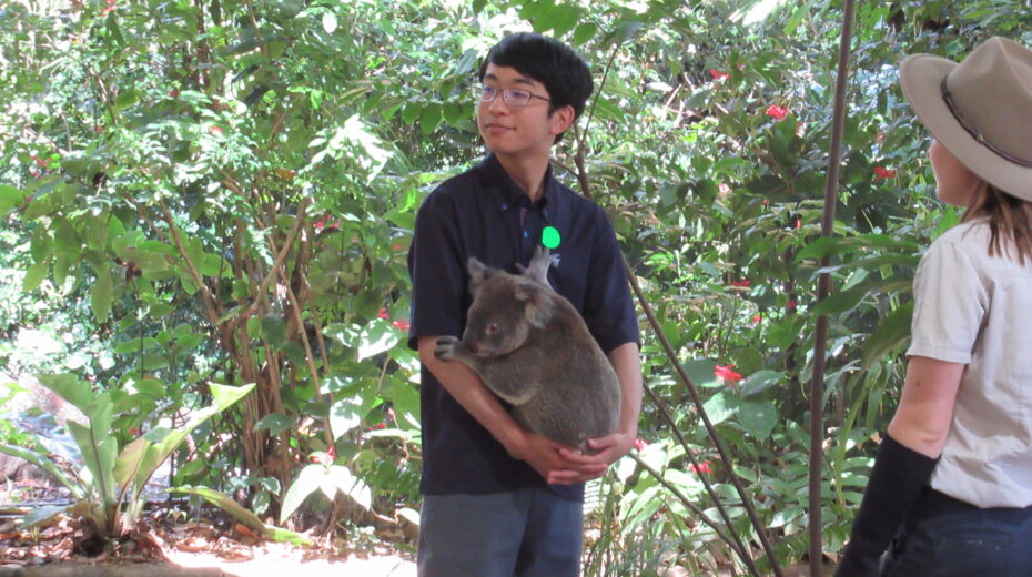 コアラ抱っこ体験